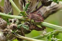 Coreus marginatus