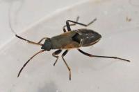 Rhyparochromus