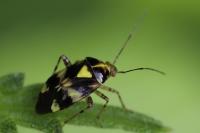 Liocoris tripustulatus