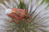 Carpocoris purpureipennis