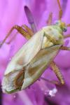 Adelphocoris lineolatus