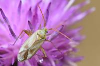 Adelphocoris lineolatus