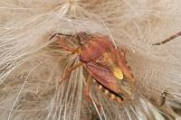 Carpocoris purpureipennis
