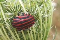 Graphosoma italicum