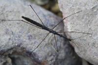 Hydrometra stagnorum