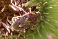 Dolycoris baccarum