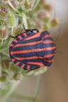 Graphosoma italicum