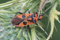 Corizus hyoscyami
