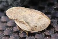 Lepyronia coleoptrata