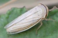 Athysanus argentarius