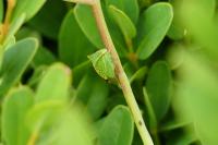 Stictocephala alta