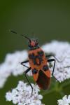 Corizus hyoscyami