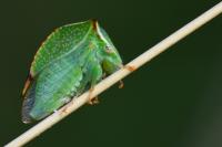 Stictocephala alta
