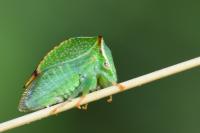 Stictocephala alta