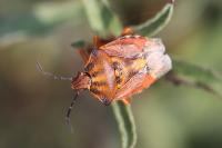 Carpocoris purpureipennis