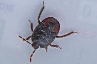 Cydnus aterrimus