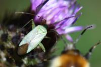 Adelphocoris quadripunctatus
