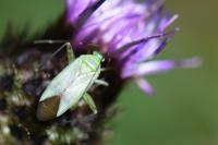 Adelphocoris quadripunctatus