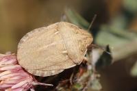 Eurygaster austriaca