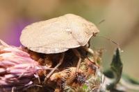 Eurygaster austriaca