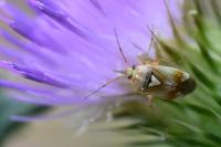 Lygus pratensis