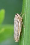 Athysanus argentarius