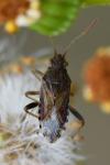 Stictopleurus abutilon