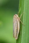 Athysanus argentarius