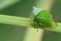 Stictocephala alta