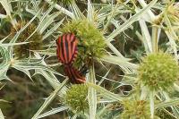 Graphosoma italicum