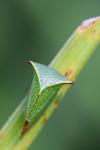 Stictocephala alta