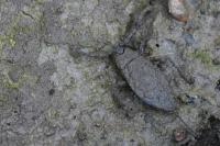 Nepa cinerea
