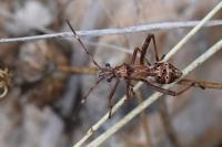 Camptopus lateralis