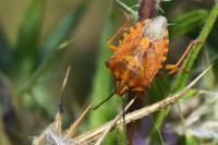 Carpocoris purpureipennis
