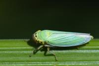 Cicadella viridis