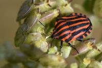 Graphosoma italicum