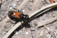 Pterotmetus staphyliniformis