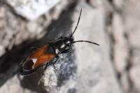 Pterotmetus staphyliniformis