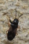 Megalonotus praetextatus