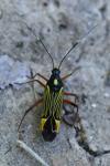 Miris striatus
