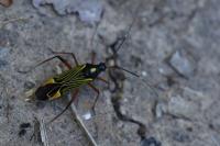 Miris striatus