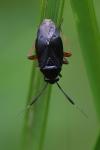 Capsus ater