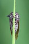 Centrotus cornutus