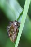 Centrotus cornutus