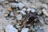 Pentatoma rufipes
