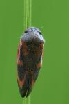 Haematoloma dorsata