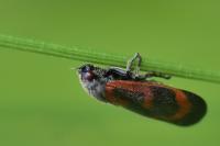 Haematoloma dorsata