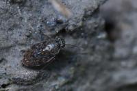 Saldula