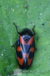 Cercopis vulnerata
