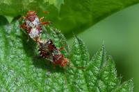 Rhopalus subrufus